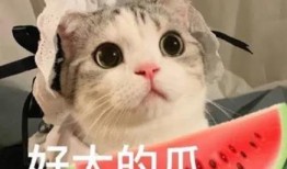 娱乐吃瓜君猫咪老师,娱乐吃瓜君的趣味解读