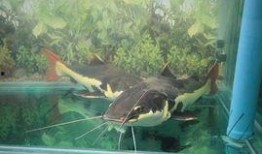 韩国鲶鱼爆料视频大全下载,揭秘娱乐圈幕后真相