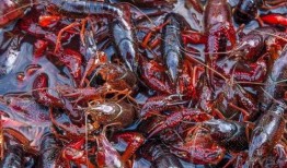 头条小龙虾爆料视频,头条视频曝光惊人真相！