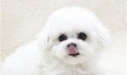 镇江宠物爆料网最新消息,最新宠物动态盘点，萌宠趣事一网打尽