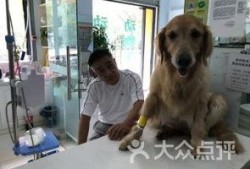 镇江宠物爆料网最新消息,最新宠物动态盘点，萌宠趣事一网打尽