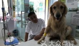 镇江宠物爆料网最新消息,最新宠物动态盘点，萌宠趣事一网打尽