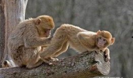 小猴子爆料新西兰的视频,小猴子独家爆料带你探秘