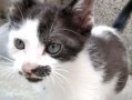 猫咪吃饭爆料视频,萌态十足引网友热议