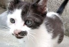 猫咪吃饭爆料视频,萌态十足引网友热议