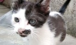 猫咪吃饭爆料视频,萌态十足引网友热议