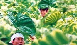 菊次郎的夏天在线观看,重温温馨童趣，感受夏日情怀