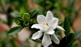 栀子花开在线观看,青春绽放的旋律