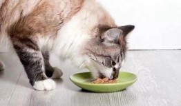 猫咪吃饭爆料视频,萌态十足引网友热议