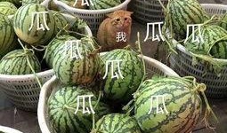 娱乐会吃瓜,揭秘明星们的“吃瓜”日常