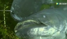 韩国鲶鱼爆料视频大全下载,揭秘娱乐圈幕后真相