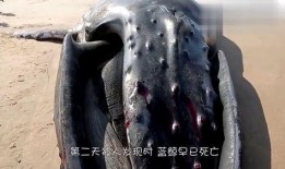 蓝鲸黑肉爆料视频大全,揭秘网络暗流涌动的真相
