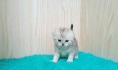 镇江宠物爆料网最新消息,最新宠物动态盘点，萌宠趣事一网打尽