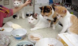 猫咪吃饭爆料视频,萌态十足引网友热议