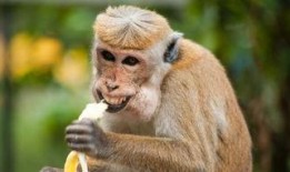 小猴子爆料新西兰的视频,小猴子独家爆料带你探秘