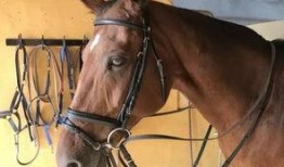 网红骑马爆料视频播放下载,播放下载量惊人！