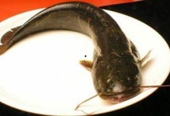 韩国鲶鱼爆料视频大全下载,揭秘娱乐圈幕后真相