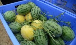 网红圈吃瓜群,揭秘娱乐圈幕后风云