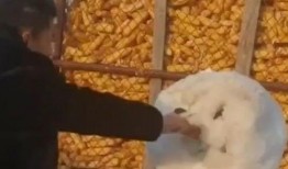 暴躁老哥爆料视频大全,揭秘网络热点背后的真实故事