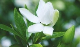 栀子花开在线观看,青春绽放的旋律