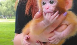 小猴子爆料新西兰的视频,小猴子独家爆料带你探秘