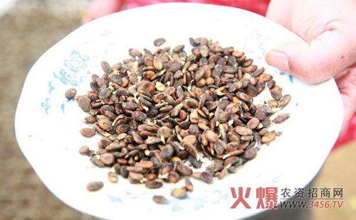 吃瓜娱乐圈花盆,揭秘明星们的“秘密花园”